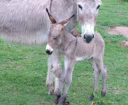 A la Ferme de Noisette à Maubeuge